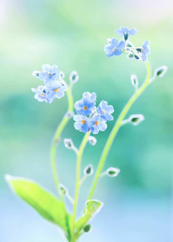 Blue forget-me-nots