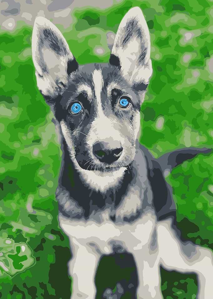 Hunky Dog Color Mix