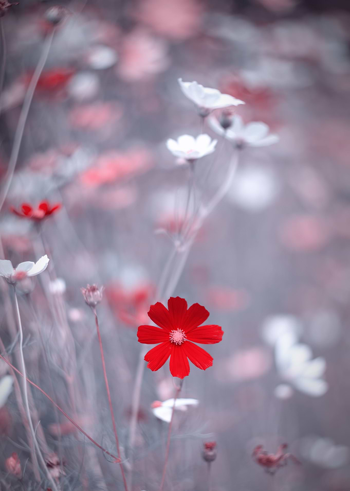 Red summer flowers, macro