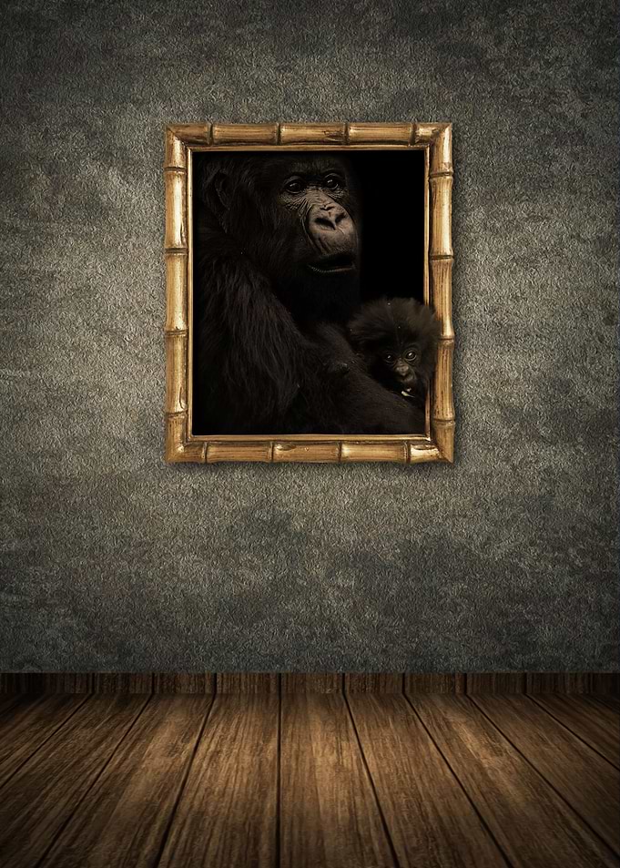 Cross River Gorilla