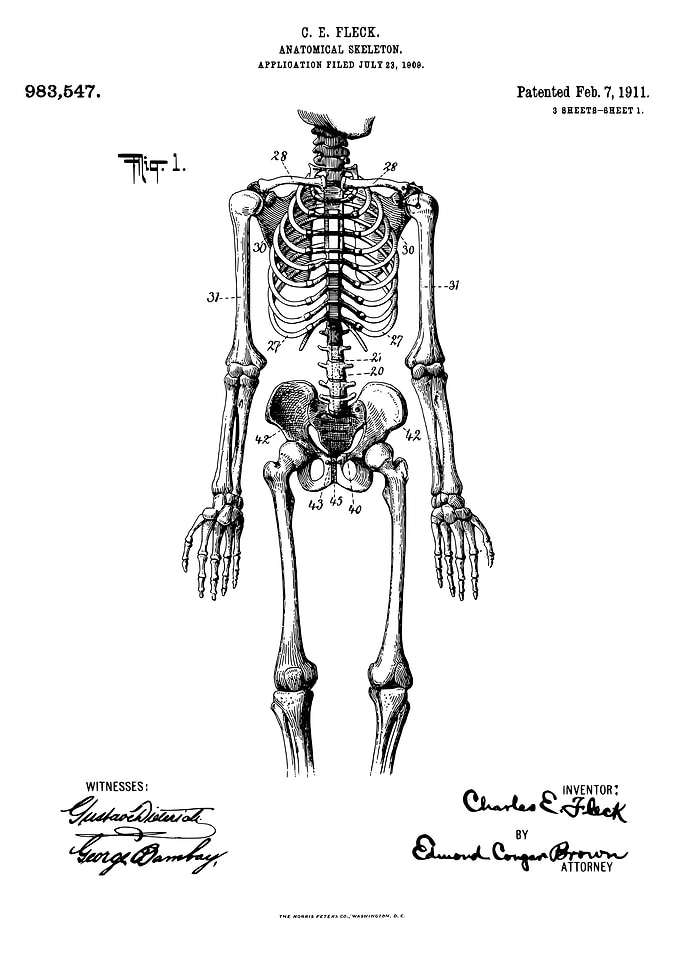 Anatomical skeleton patent