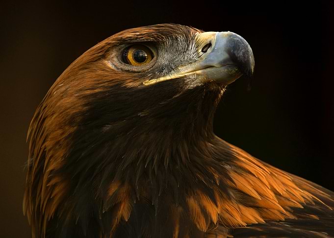 Eagle