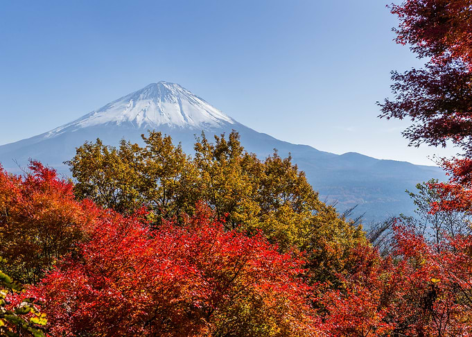 Fuji Bloom Mountain