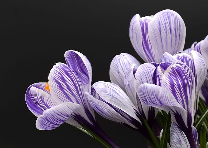 crocus