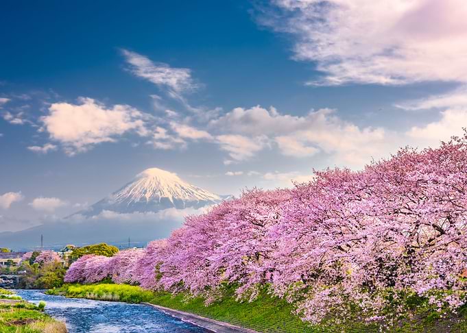 Fuji Bloom