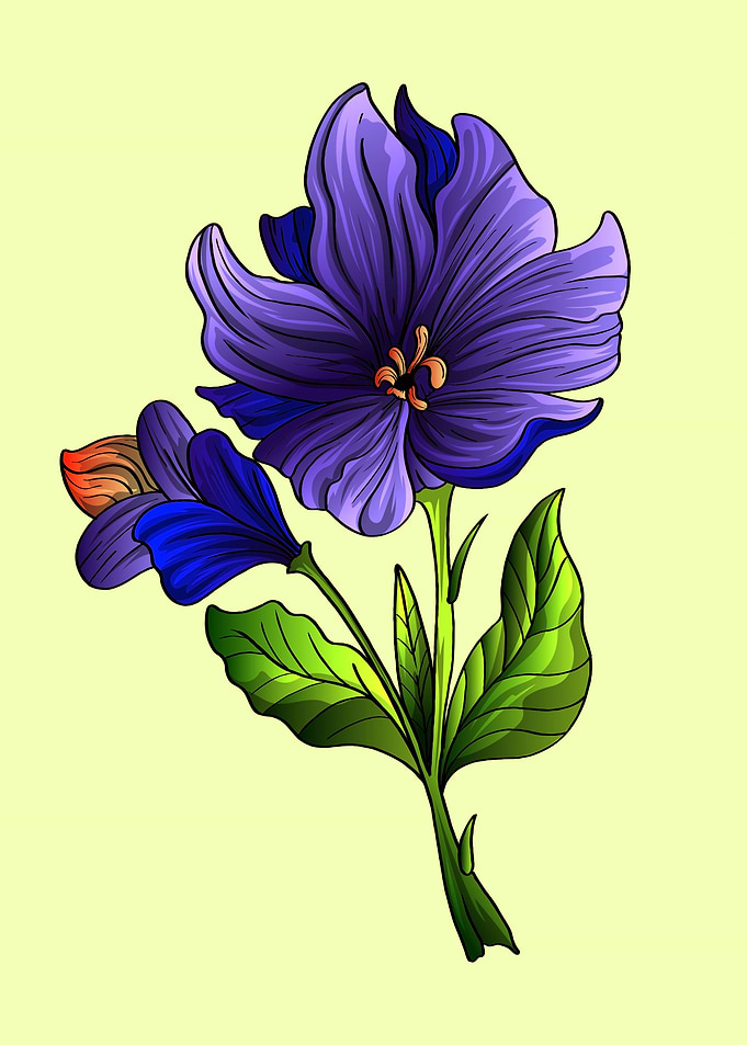 Purple lily