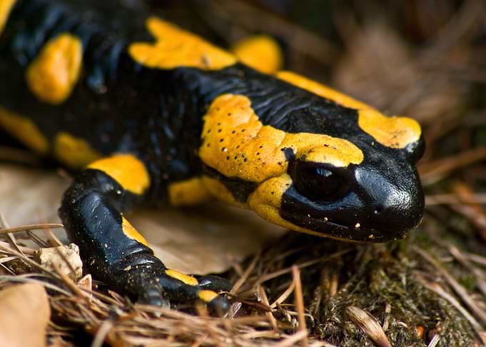 SALAMANDER POLKA