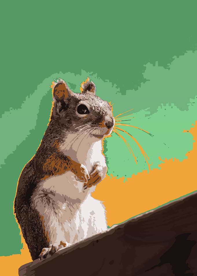 Cute Squirrel Color Mix