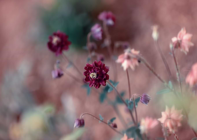 Summer garden, flowers