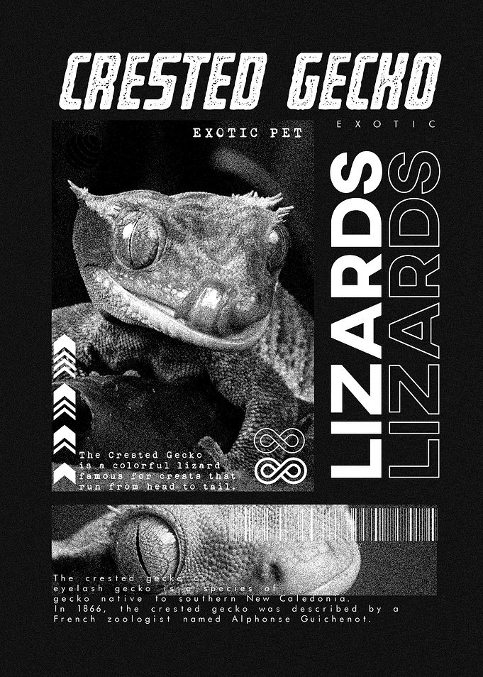 Crested Gecko Modern