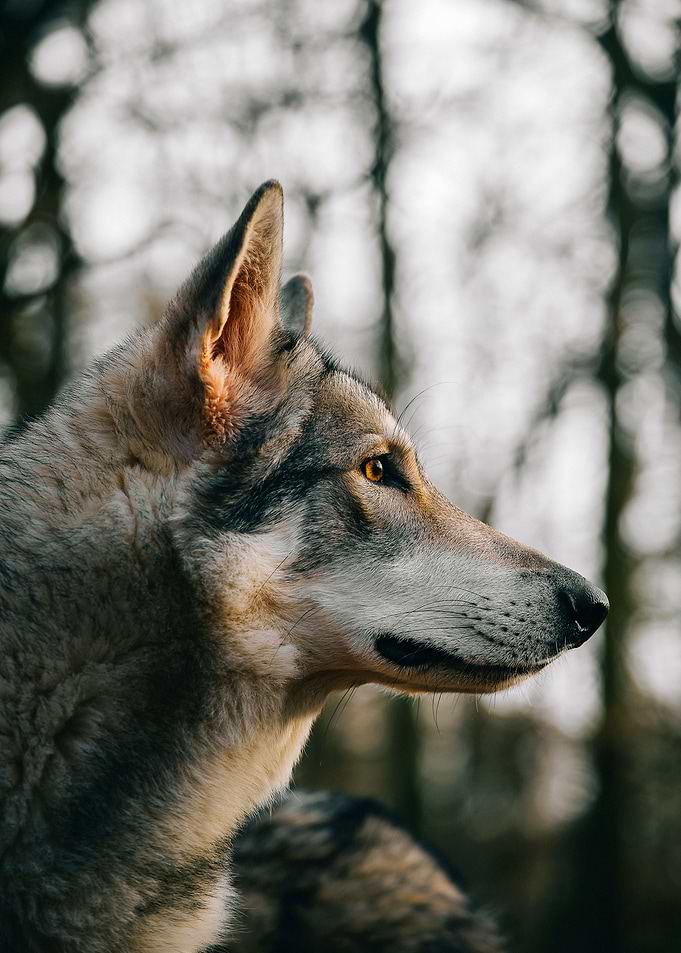 Wolf