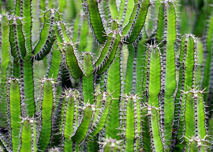 cacti