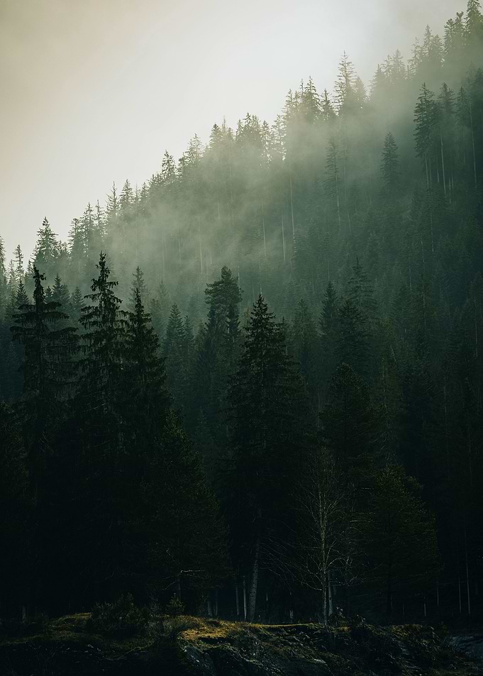 Misty Woods
