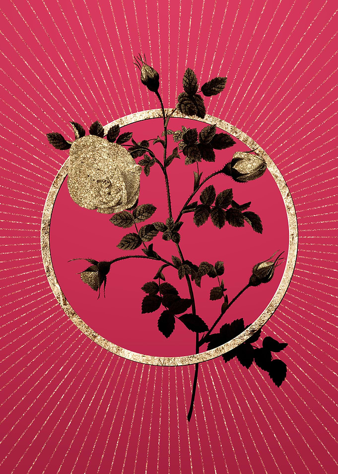 Gold Silver Hispid Rose