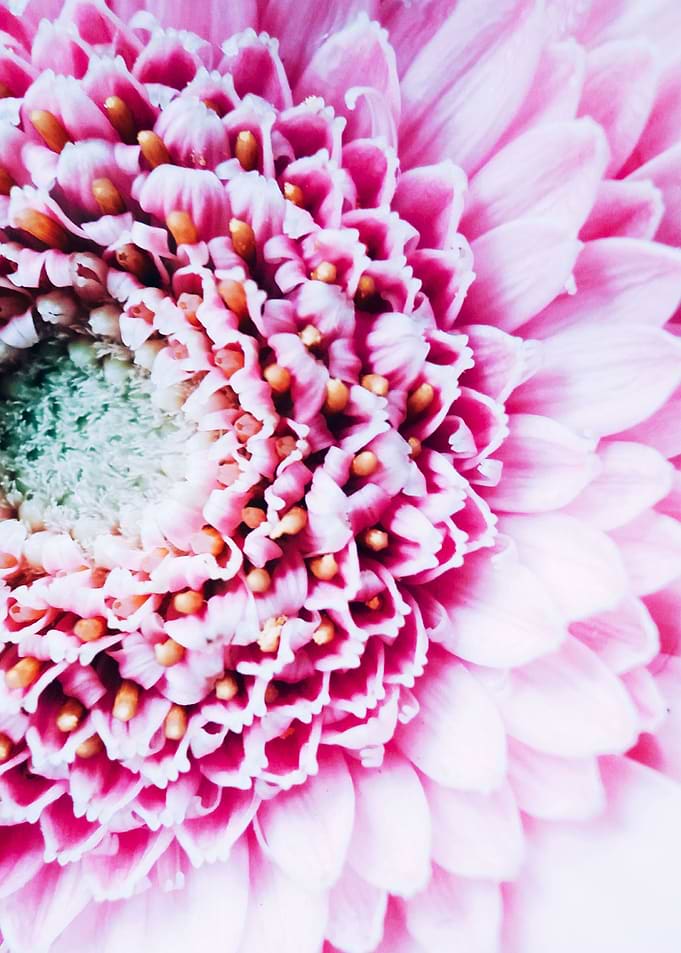 Closeup pink Gerbera