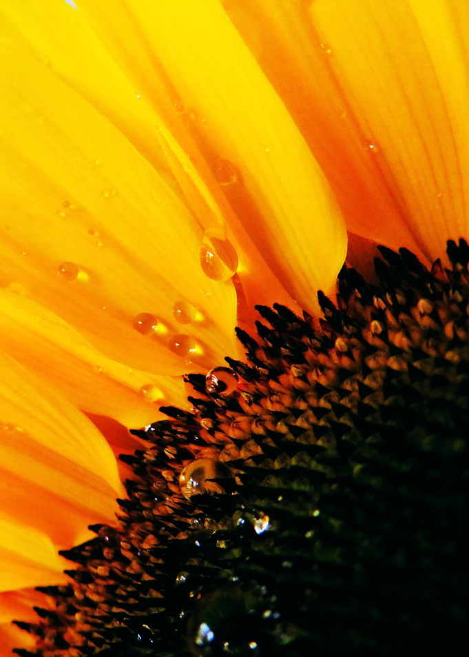 Close up Sunflower