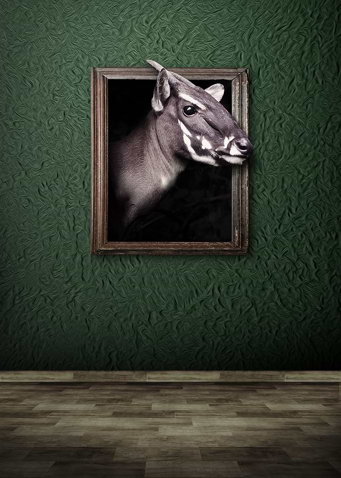 Saola