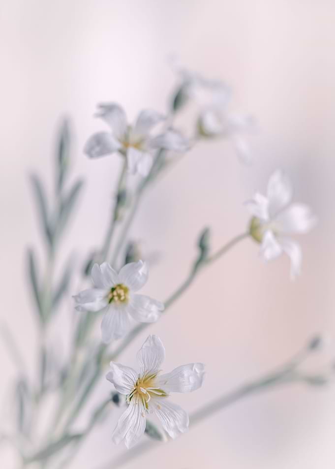 White flowers in a vase