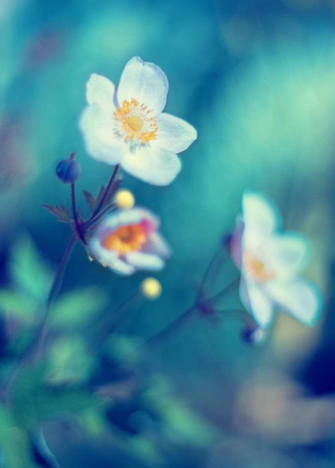 Summer anemones, macro