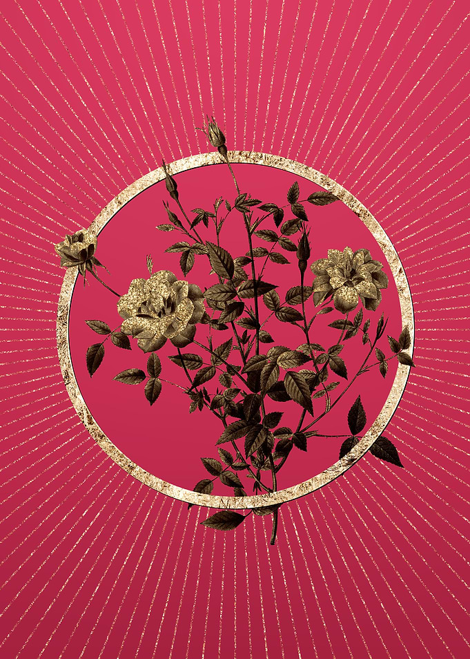 Dwarf Rosebush on Magenta
