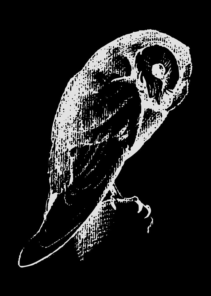 Owl Lovers Art 31