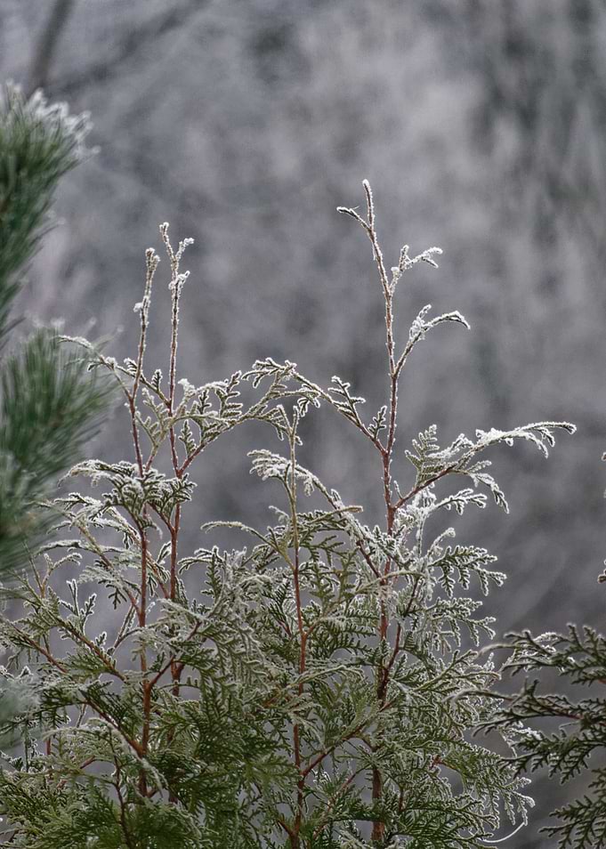 Winter view
