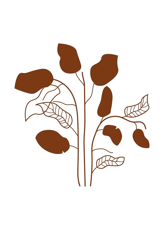 Botanical tropical plant