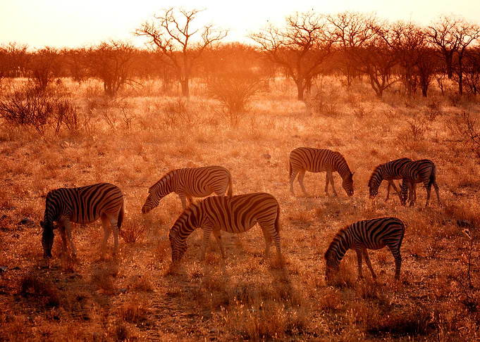 Zebra Company