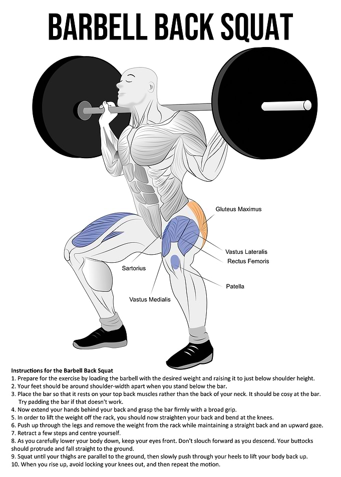 Squat Anatomy Diagram