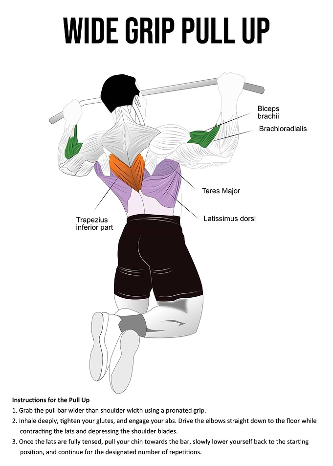 Pull Up Anatomy Diagram