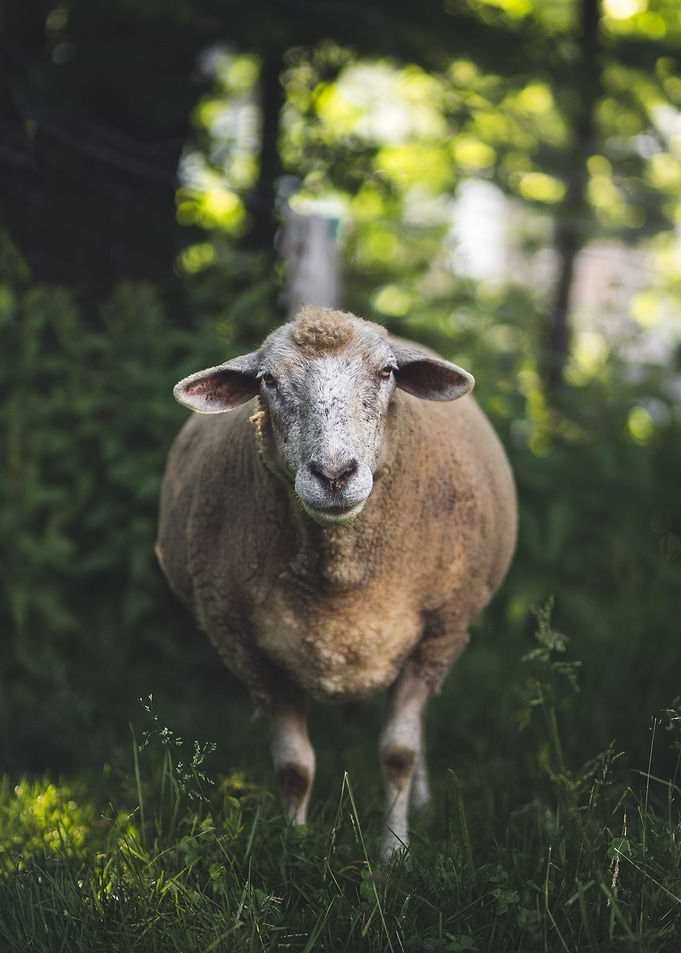 sheep on the pasture