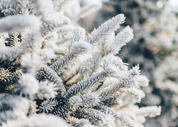 Frozen Fir Tree