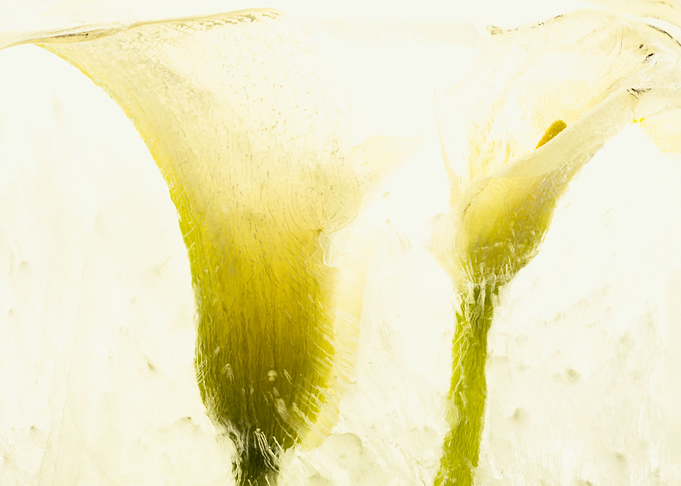 White calla in ice 3