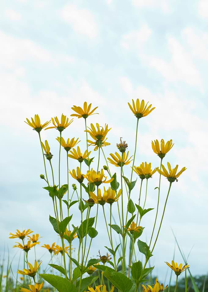 Bright yellow wildflowers