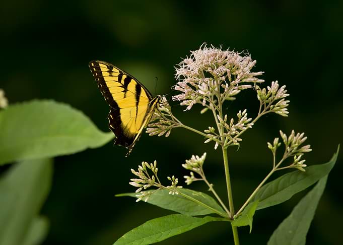 Tiger swallowtail