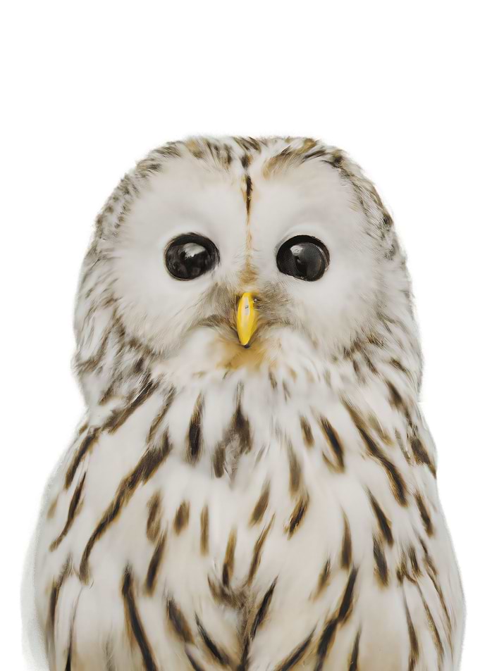 Baby Owl Cute Animal