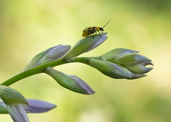 Cucumber beetle on Hosta