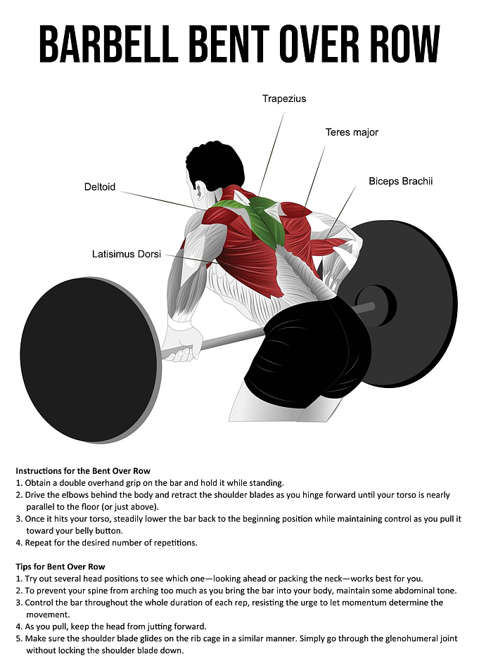 Bent Over Row Anatomy