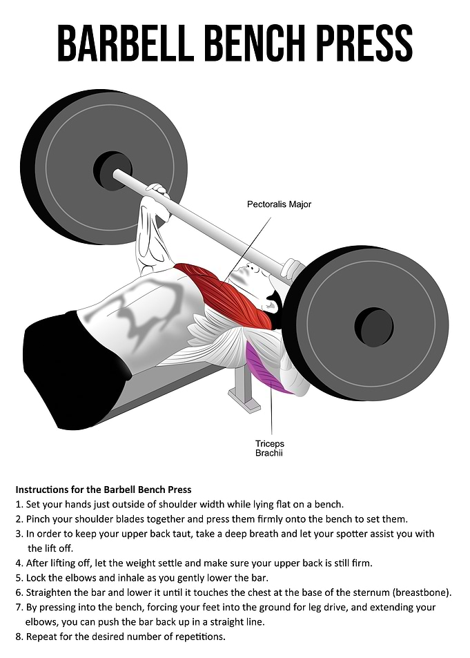 Bench Press Anatomy Chart