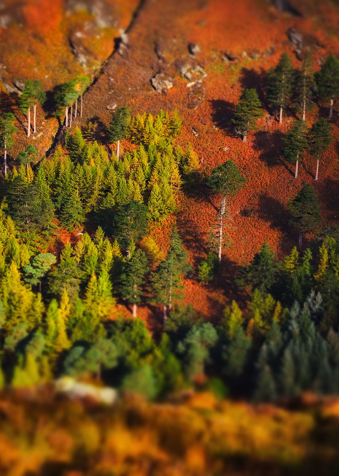 Scenic wood