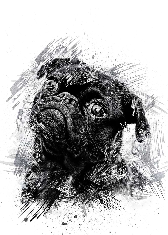 Animal Black Dog