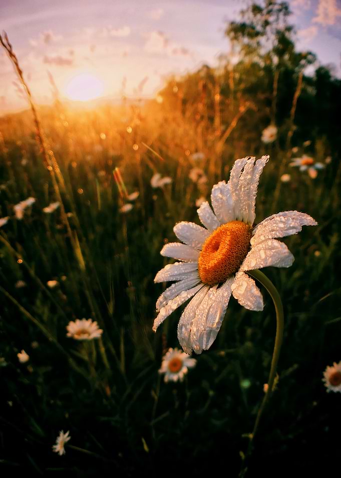 Daisy Flowers