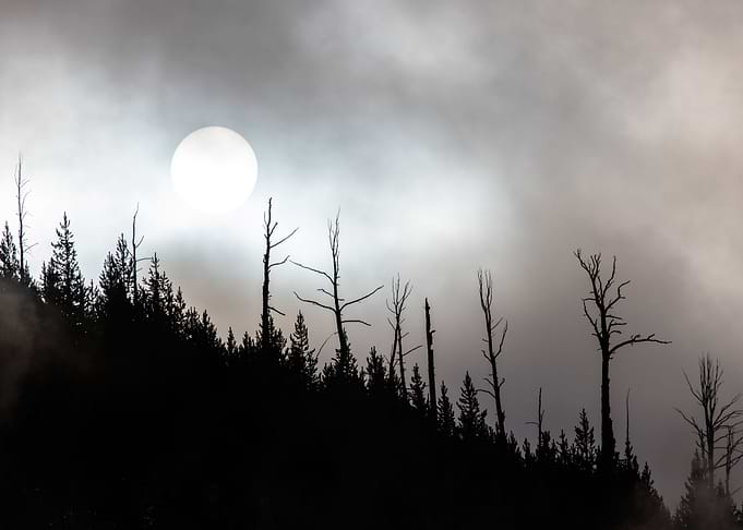 Full Moon Forest