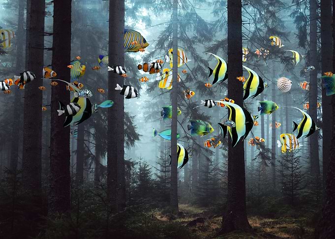 Tropical Forest