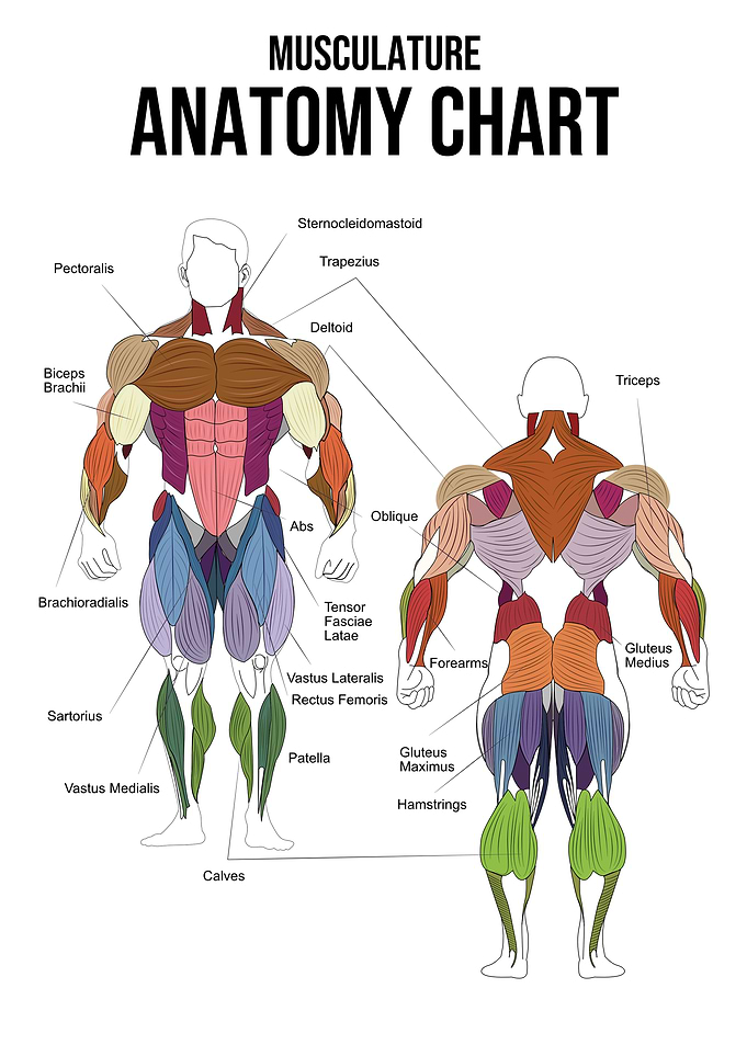 Musculature Anatomy Chart