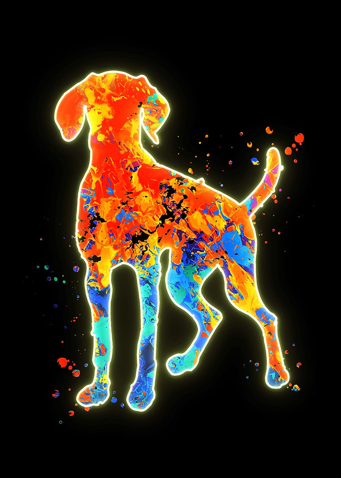 Hungarian Vizsla Dog