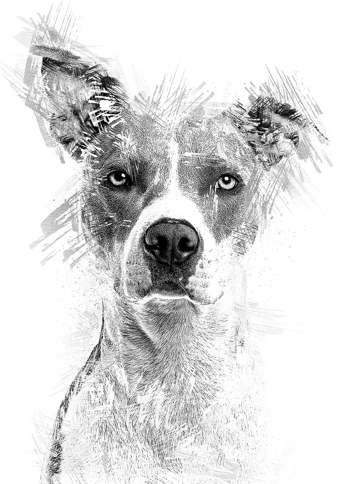 Animal cute dog