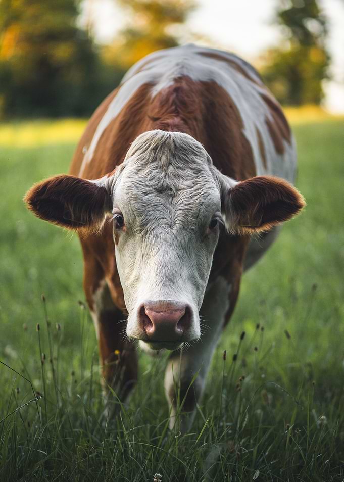 cow on the pasture