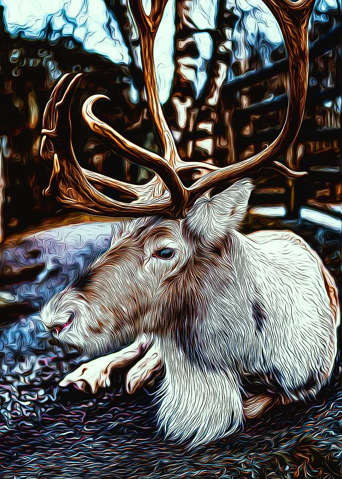 Reindeer