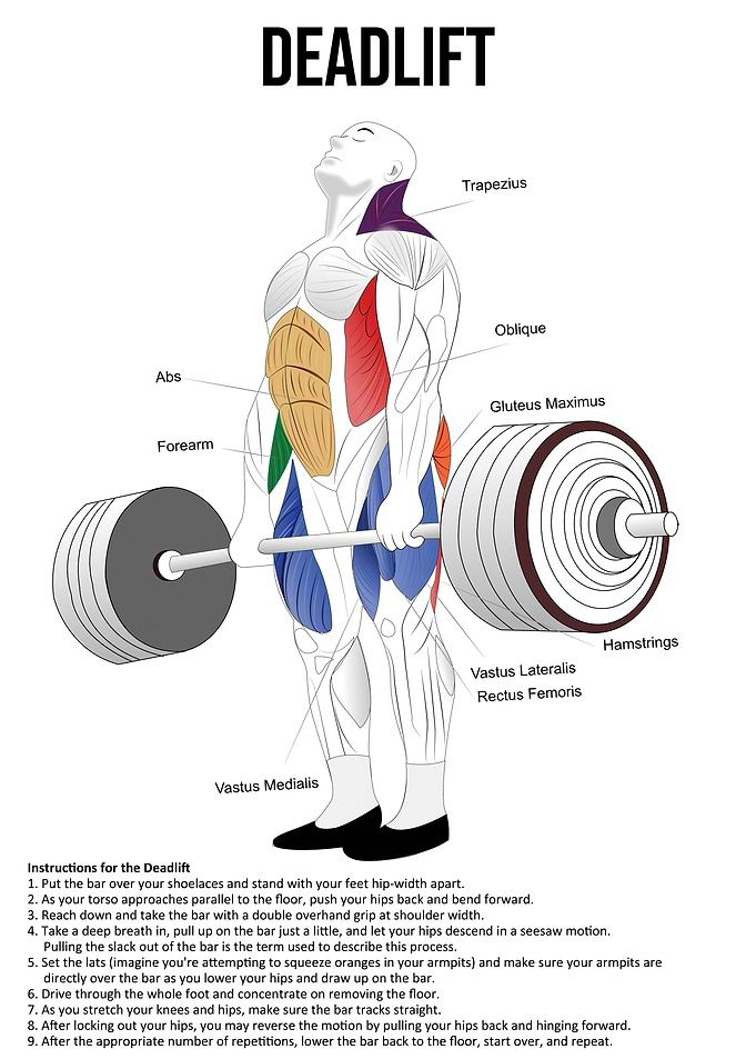 Deadlift Anatomy Diagram